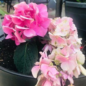 Meet your Posher, Ailene